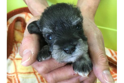 成約済の愛知県のミニチュアシュナウザー-31850の1枚目